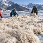 Les étudiants de l'Université de Lausanne ont installé 200 m² de laine sur le glacier des Diablerets pour remplacer les bâches en plastique.