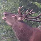 « Un véritable carnage » : deux des plus grands cerfs de la forêt de Laigue abattus en deux semaines