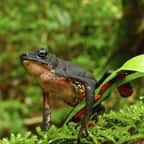 Une esp&egrave;ce d'amphibien d&eacute;couverte au P&eacute;rou