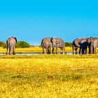 Le Botswana vend des permis de chasse à l'éléphant aux enchères