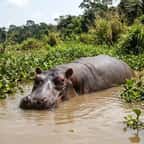 Un hippopotame dans le fleuve Magdalena, en Colombie, où vivent les descendants des animaux importés par Pablo Escobar