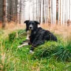 Chien de race border collie dans une forêt 