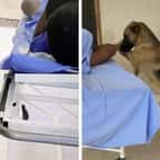 Brésil : la relation entre ce chien et son maître malade risque de vous faire fondre 