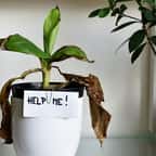 Fini les plantes fanées au retour de vacances, découvrez 15 astuces pour entretenir vos plantes pendant votre absence