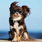 30 Millions d'Amis lance une plateforme pour lutter contre l'abandon des animaux lors des vacances