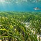 Herbier de zostère marine sous une eau claire, dans une baie de la côte est de la Virginie