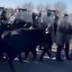 Les CRS chargés par les taureaux