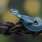 La dernière observation confirmée de ce serpent dans la région de Kutch remontait à 1872.