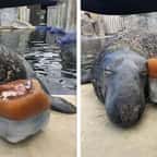 Ce phoque a reçu un gâteau géant de poissons glacés pour son anniversaire