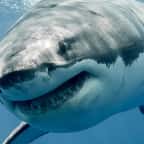 Un grand requin blanc, une espèce menacée d’extinction, a été repéré dans la mer Méditerranée 
