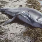 Un monstrueux requin à l’apparence terrifiante s’est échoué sur une plage des Philippines