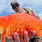 Chercheur tenant un poisson rouge mégalodon dans sa main