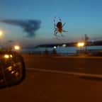 Au volant, elle voit une énorme araignée, fait une crise de panique et provoque un accident