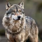 Un loup gris