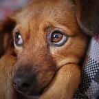 Les chiens vivraient une forme de deuil lorsqu'un de leur semblable meurt, selon une étude