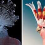 Ces 20 portraits d’oiseaux méconnus sont à couper le souffle