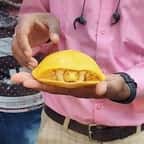 Une tortue jaune, probablement albinos, a été découverte dans un village indien