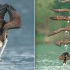 Ces photos de balbuzards pêcheurs en pleine chasse sont époustouflantes 