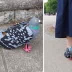 Pour ne plus faire peur aux pigeons, cette femme a d&eacute;cid&eacute; de se cr&eacute;er une paire de chaussures qui leur ressemblent ! 