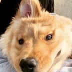 Avec son oreille sur la tête, cet adorable « chien-licorne » fascine les internautes 