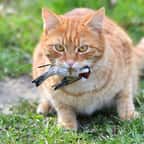 Pour protéger les oiseaux, les chats pourraient porter une clochette