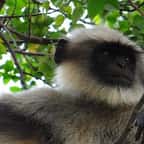 Vietnam  : un singe tué et mangé en direct sur Facebook