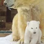 Au Royaume-Uni, un bébé ours polaire est né pour la première fois depuis plus de deux décennies... et c'est une grande nouvelle
