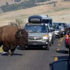 Des bisons au parc Yellowstone