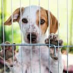 Lambert Wilson, David Hallyday, Nathalie Baye… ces célébrités poussent un coup de gueule contre la vente d’animaux dans les animaleries et sur le web 