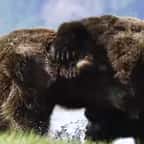 Alaska : deux grizzlis mâles s’affrontent violemment dans un combat intense