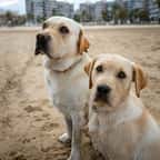 Sa femme prête trop d’attention à leur deux chiens, il les abat pour « sauver son mariage »