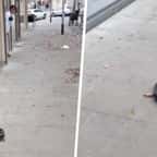Espagne : un aspirateur-robot s’est échappé d’un magasin et a aspiré les rues de sa ville