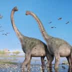 Des dinosaures &agrave; long cou