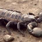 Scorpion géant