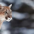Un puma a été repéré par des caméras de chasse dans le sud de l'Illinois.