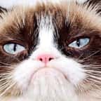 Mort de Grumpy Cat, star d’internet