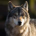 Un loup gris aperçu en pleine journée dans les Côtes d’Armor, une première