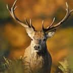 Plus de 45 000 personnes ont signé une pétition en ligne dénonçant la mise à mort d'un cerf par les chasseurs dans l'Oise