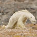 Cet ours polaire amaigri et affam&eacute; devient un symbole triste du r&eacute;chauffement climatique