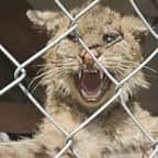 Photo du lynx retrouvé dans le poulailler 