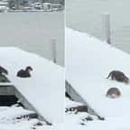 Vidéo : elle filme une famille de loutres en train de s'amuser à glisser dans la neige 