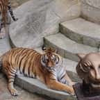 Fort Boyard : il n’y aura plus de tigres dans l’émission dès la saison prochaine