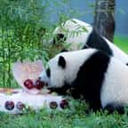 Au zoo de Washington, le bébé panda Xiao Qi Ji a reçu un gros gâteau pour son premier anniversaire