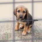 La Grande-Bretagne observe une augmentation importante des abandons d’animaux à cause du coût élevé de la vie 