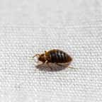 “Intoxications mortelles” : cet insecticide anti-punaises de lit et cafard est en réalité très nocif pour la santé 