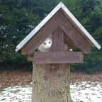 Dans cette commune, des personnes handicapées construisent des abris pour les chats errants