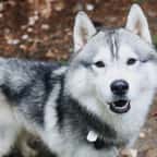 États-Unis : un husky détecte une fuite de gaz et sauve la vie de sa maîtresse 