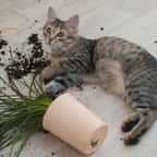 Un chat qui a fait tomber un pot de fleurs