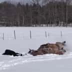 Un cheval se couche à côté de sa maîtresse pour dessiner un ange dans la neige, la vidéo fait fondre les internautes