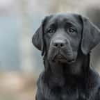 Dordogne : des pompiers secourent un labrador coincé sur la corniche d’un immeuble 